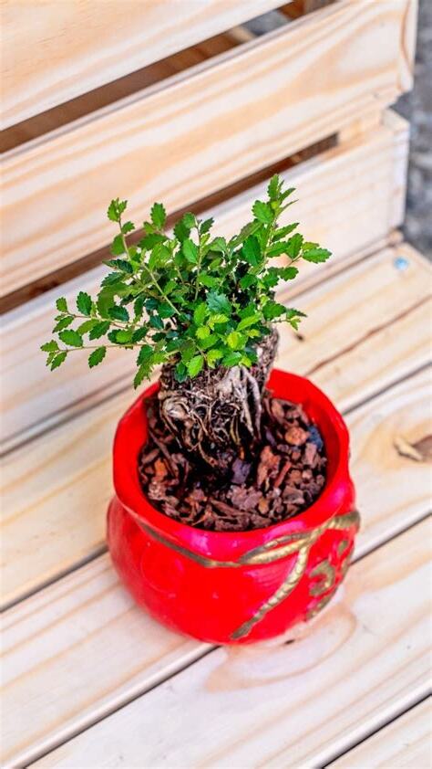 聚寶盆植物
