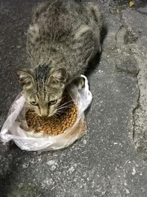 流浪貓