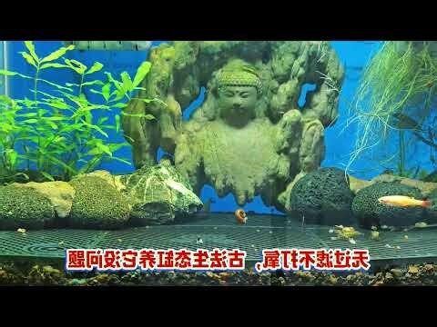 好看又好養的魚