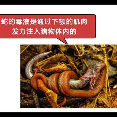 夢見吃蛇肉