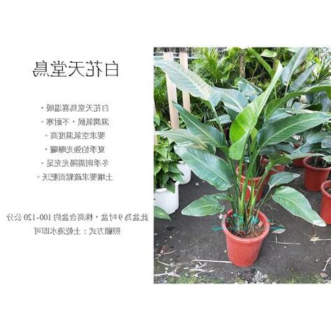 植物天堂鳥