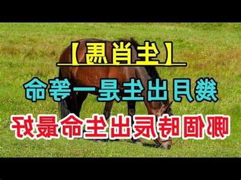 屬馬今年幾歲
