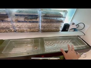 魚缸過濾順序