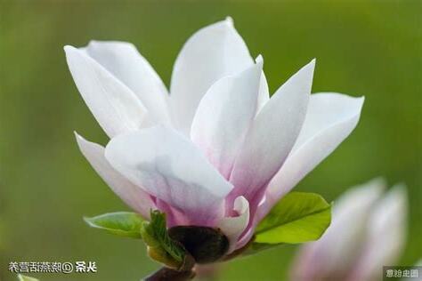 玉蘭花禁忌