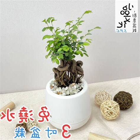榆樹風水