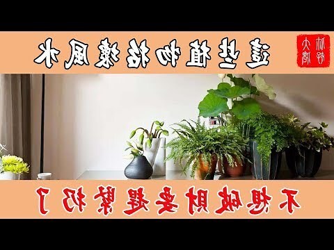 風水樹有哪些