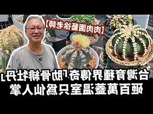 仙人掌放後陽台