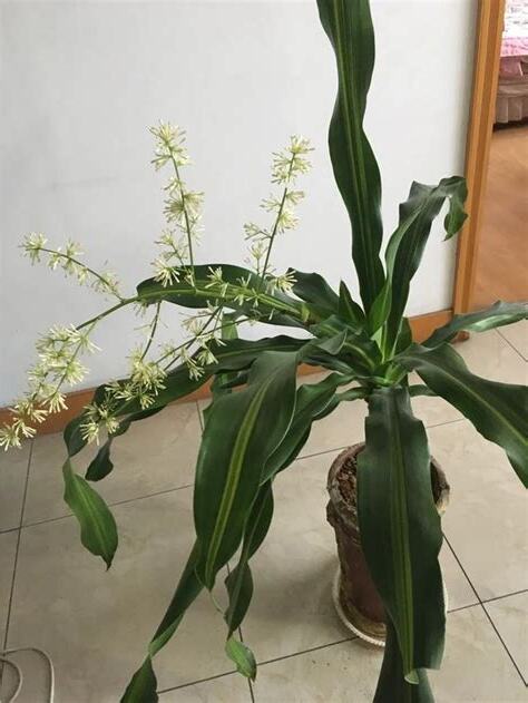 鐵樹開花時間