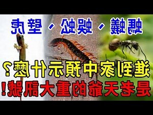 家裡有大蜘蛛風水