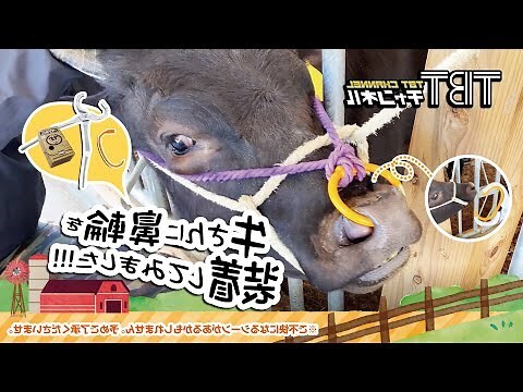 牛鼻環作用