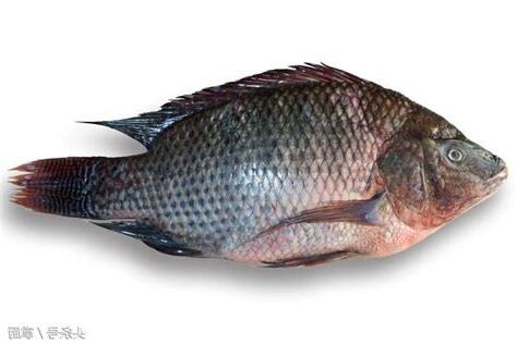 福壽魚種類