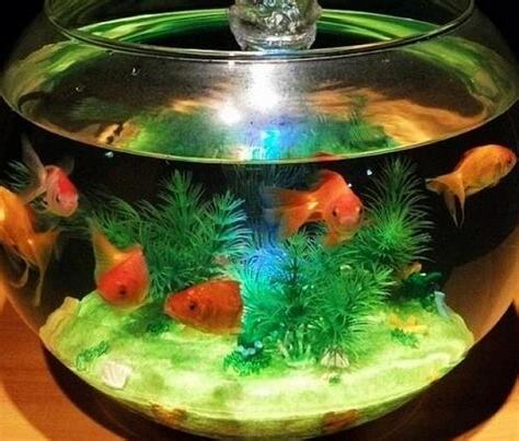 魚缸放房間