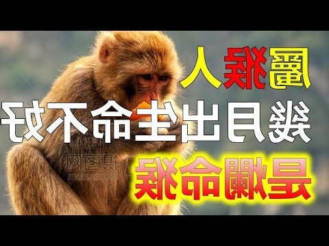 猴子和什么生肖最配