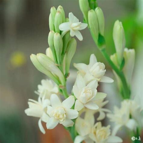 夜來香花