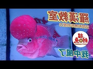 家裡養什麼魚招財