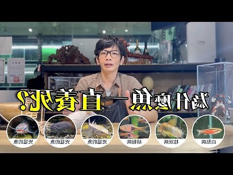 陽台養魚一直死