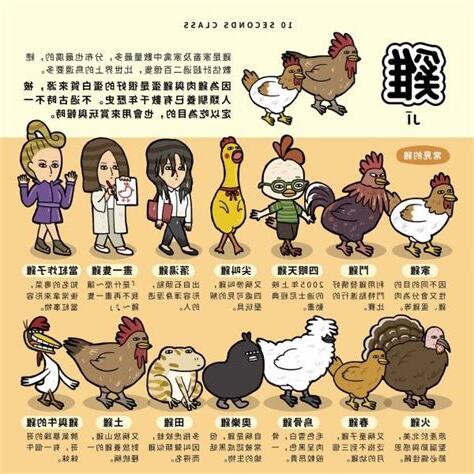 雞早上為什麼會叫