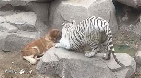 白虎無毛