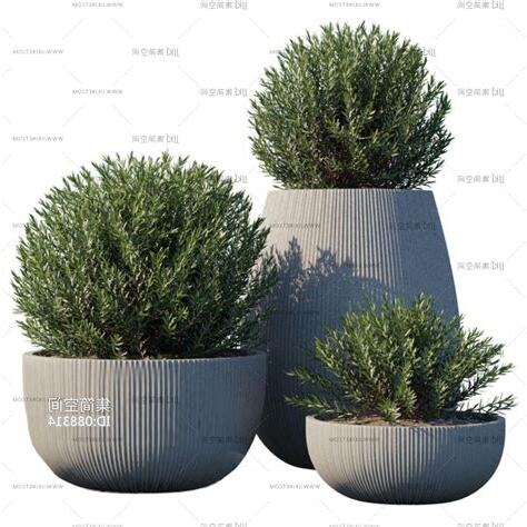 室外植物