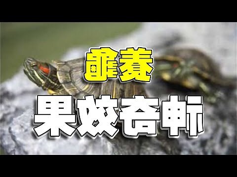 風水烏龜
