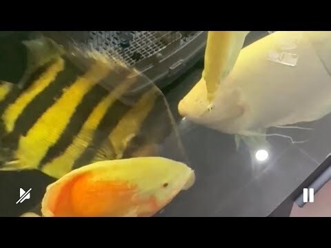 皇冠三間飼養