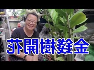 金錢樹會開花嗎
