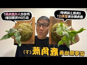 鹿角蕨風水