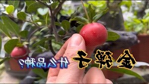 金彈子樹