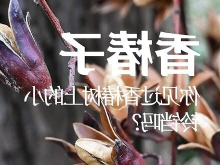 香椿树喜欢阳光吗