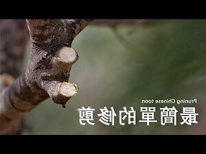 香椿树能长多高