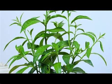 夜來香種植盆栽