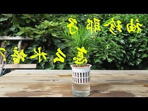 袖珍椰子水耕