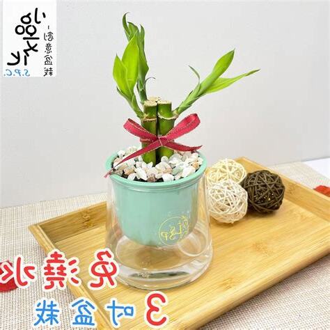 開運竹澆水