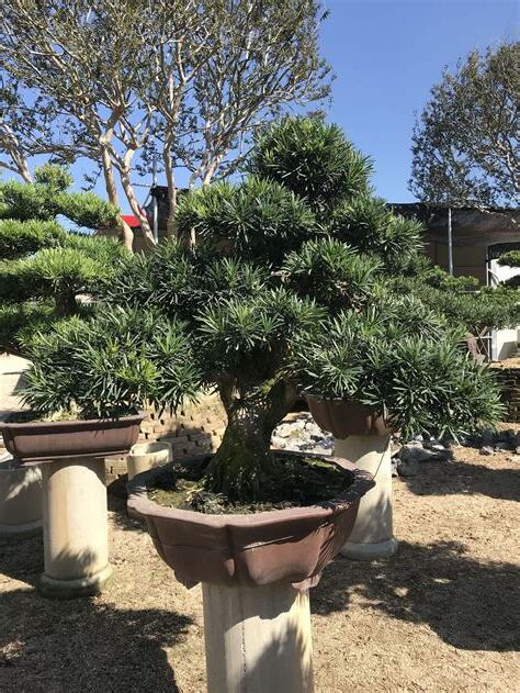 羅漢松风水