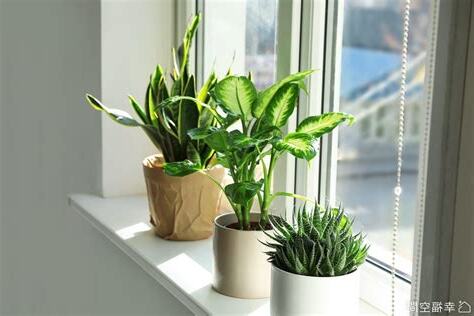 什麼植物