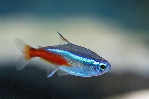 日光燈魚