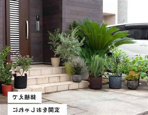 屋外植物