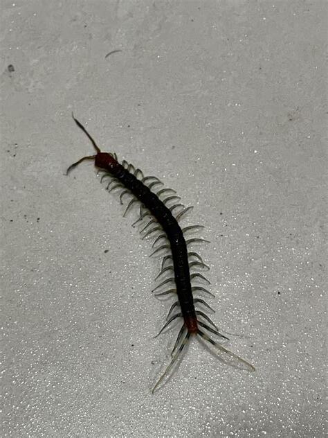 在家看到蜈蚣