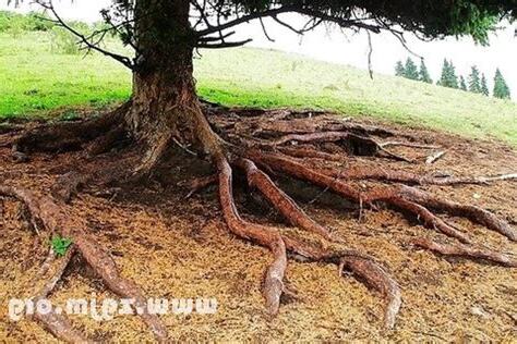 夢見樹根