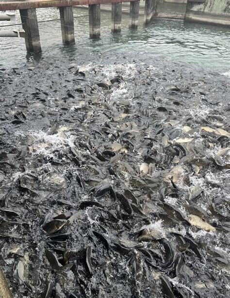 養魚