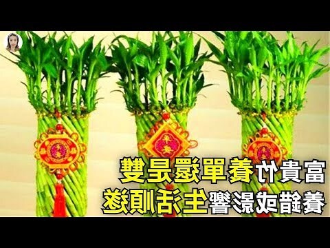 4支富貴竹