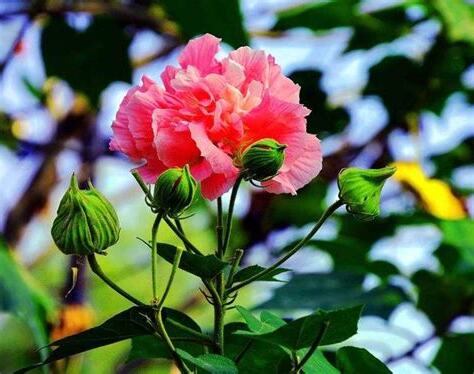 芙蓉種植
