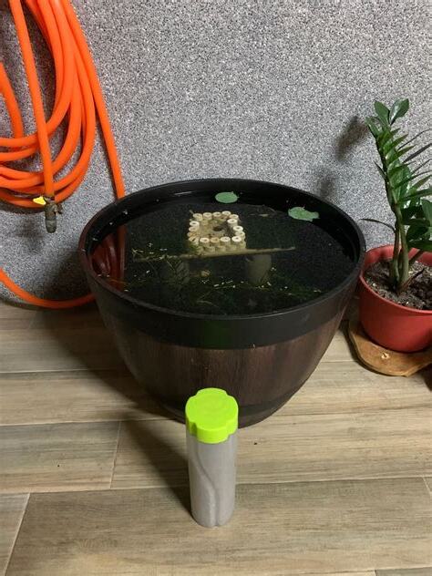 魚缸魚死掉