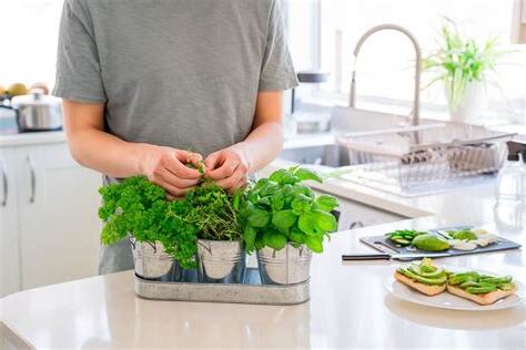 廚房招財植物