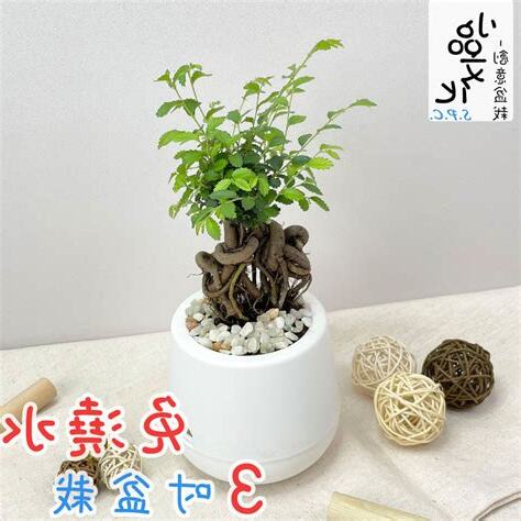 榆樹盆栽風水