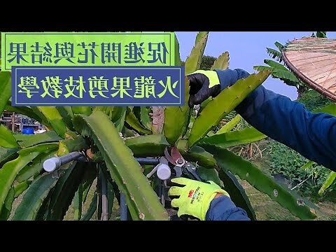 火龍果刺