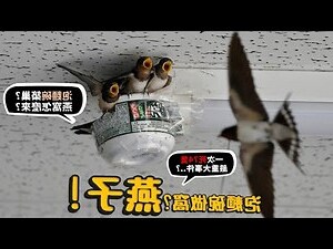 燕窩巢