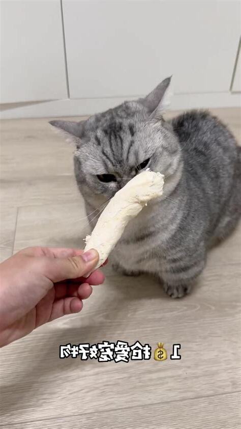 如何防止猫进家