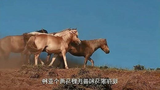 馬的介紹