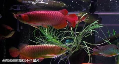 龍魚混養魚種
